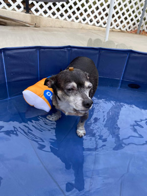 Dog in a Pool